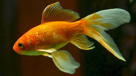 Can Guppies Live With Goldfish A Complete Guide Guppy Planet Where