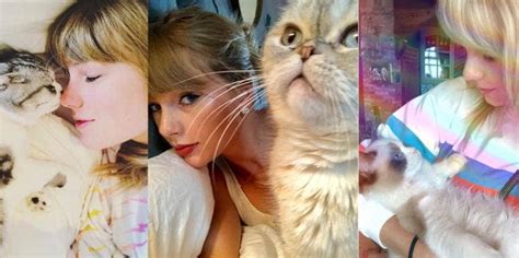 Taylor Swifts Cats Names Breeds Ages And Net Worth Yourtango