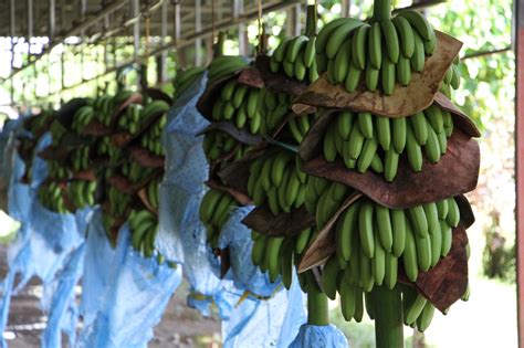 En el 2020 se exportaron más de 19 millones de cajas de banano