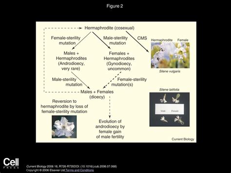 Evolution Of Plant Breeding Systems Ppt Download