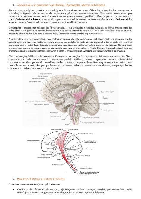 Tutoria 6 Anatomia Das Vias Piramidais Vias Eferentes Descendentes