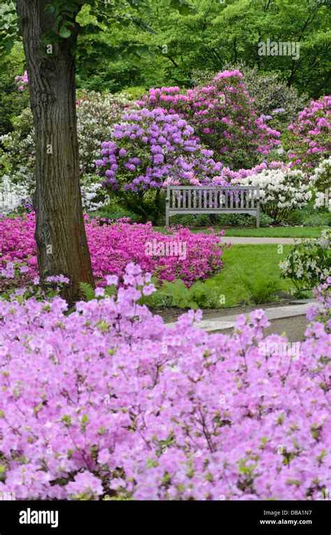 Rododendros Y Azaleas Fotograf As E Im Genes De Alta Resoluci N Alamy