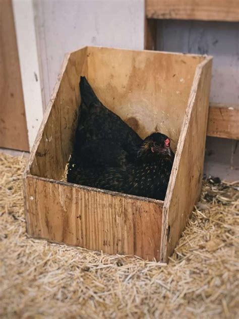 Ultimate Guide To Chicken Nesting Box Size