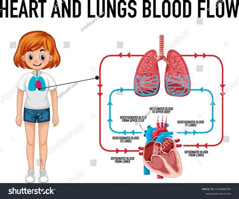 Diagram Showing Heart Lungs Blood Flow Stock Vector (Royalty Free ...