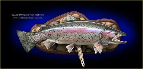 Rainbow Trout Fish Mounts & Replicas by Coast-to-Coast Fish Mounts