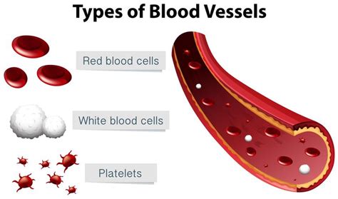 5 Types Of Blood Vessels