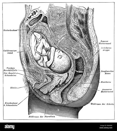 Feto In Utero Storiche Immagini E Fotografie Stock Ad Alta Risoluzione