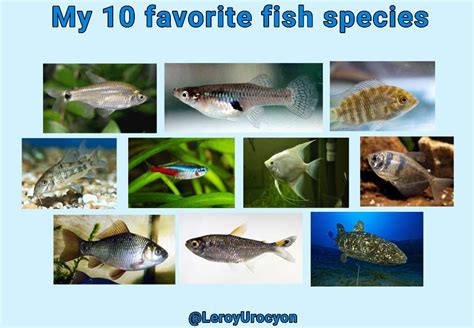 My 10 favorite fish species by LeroyUrocyon on DeviantArt