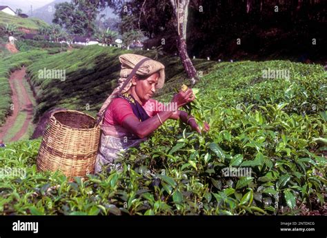 Tea Picker In A Rajamalai Plantation In Munnar A Hill Station In The Western Ghats Of Kerala