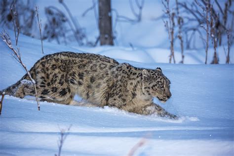 The achievements of Kazakhstan in the conservation of the snow leopard ...