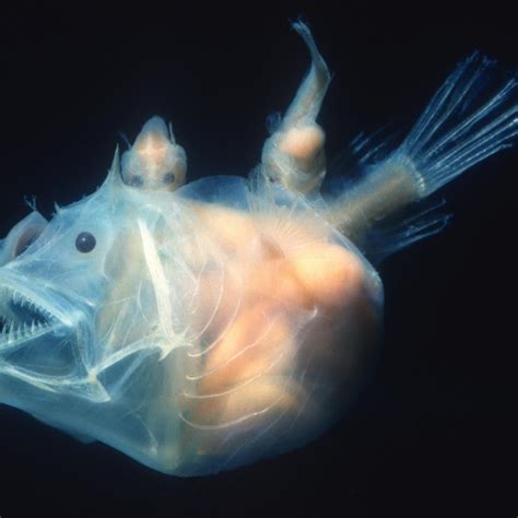 Deep Sea Anglerfish