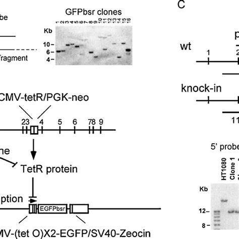 Generation Of Gfp Transgenic Tetr Knock In Ht Cells A