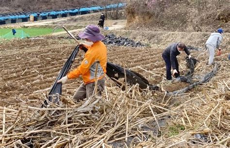 괴산군 코로나19에 인력난 농촌 생산적 일손봉사 확대로 해결 네이트 뉴스