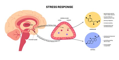 Chiropractic Treatment For Adrenal Fatigue