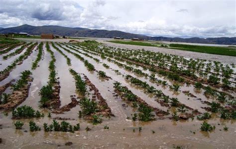 Desborde De Quebrada Y Río Afectó 600 Ha De Cultivos En Moyobamba