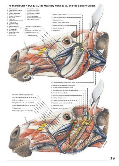 Anatomy of the horse | Horse anatomy, Animal study, Horses