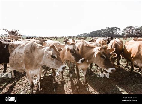 jersey cows on a dairy farm Stock Photo - Alamy