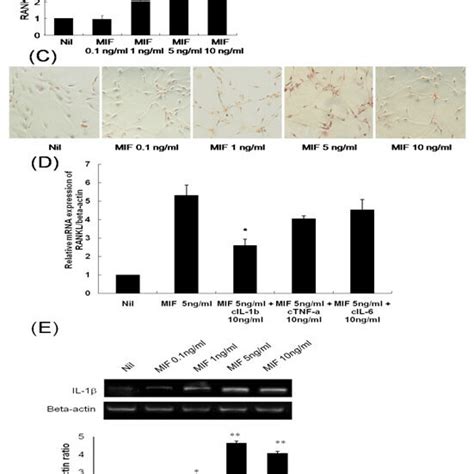 The Expression Of Mif And Rankl In Ra Human Synovial Fluid And