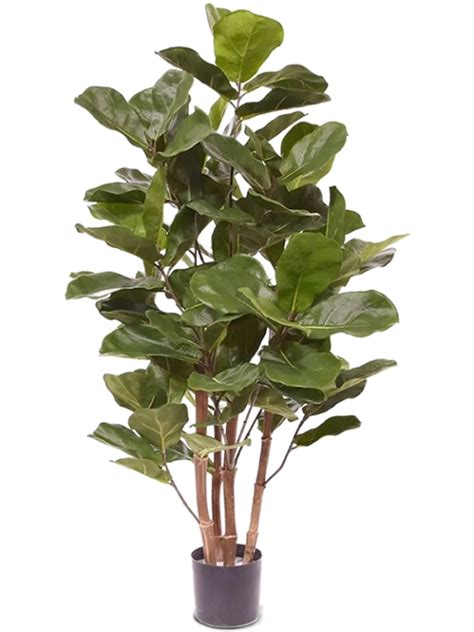 Ficus Lyrata Kunstplant Van Cm Kopen Planten Nl