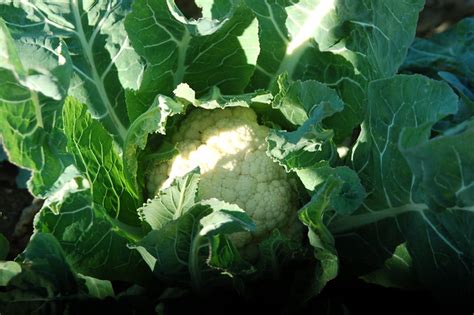 El Cultivo De La Coliflor Planeta Huerto