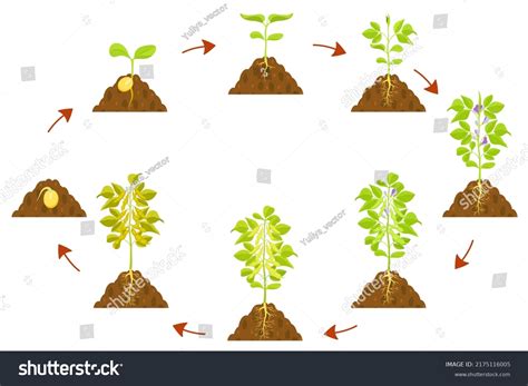 391 Bean Formation Images, Stock Photos & Vectors | Shutterstock