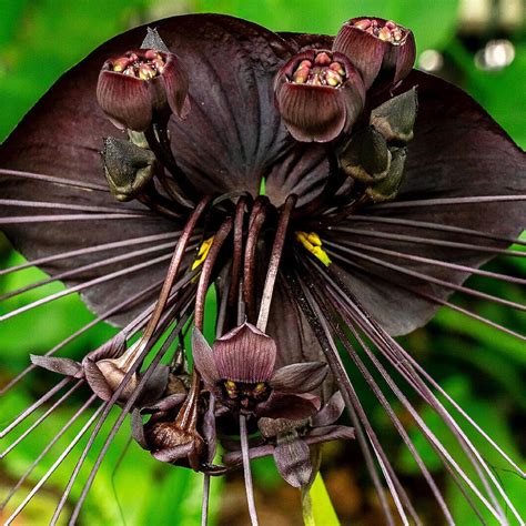 Chuxay Garden Semilla De Murci Lago Negro Semillas Flor Del Diablo