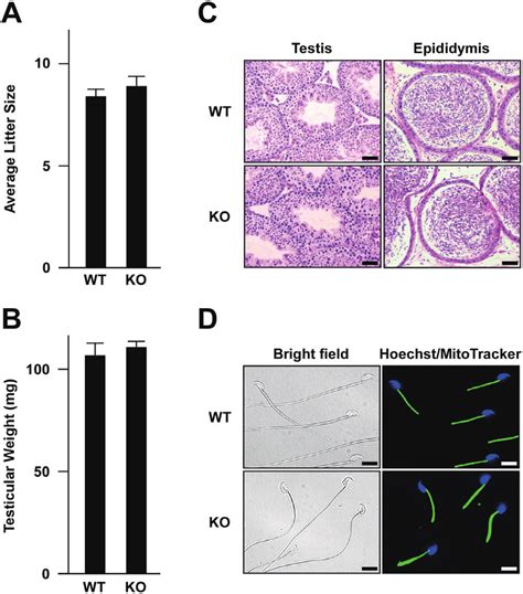 Characterization Of The Male Pabpc Knockout Mice A Fertility Of