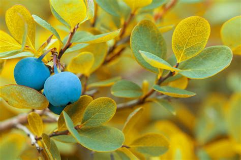 Heidelbeeren Der Richtige Boden Tipps Tricks