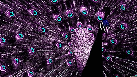 Purple Peacock Feather Background