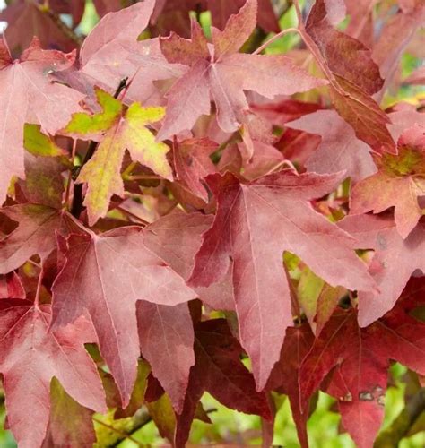 Liquidambar Worplesdon 12 Litre Stewarts Garden Centre