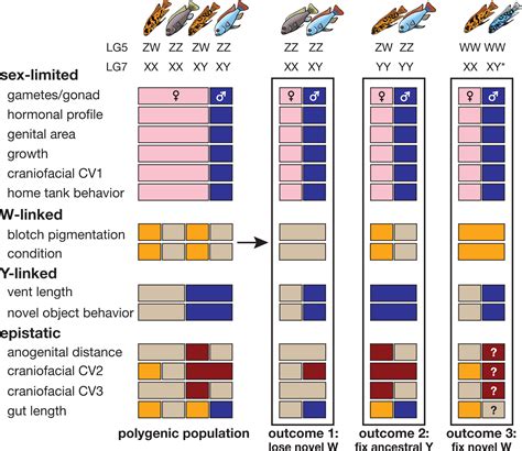 Polygenic Sex Determination Produces Modular Sex Polymorphism In An