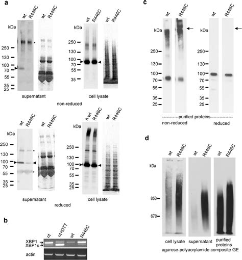 Reduced Secretion And Intracellular And Extracellular Aggregation Of