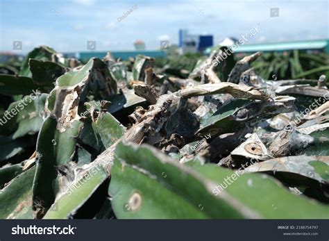 Dragon Fruit Diseases Dragon Dry Stem Stock Photo Shutterstock