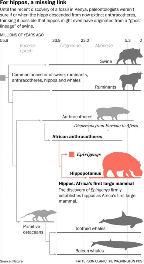 Missing link in the form of a molar pegs hippos as evolutionary cousins