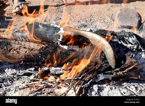 Aboriginal Cooking Hi Res Stock Photography And Images Alamy