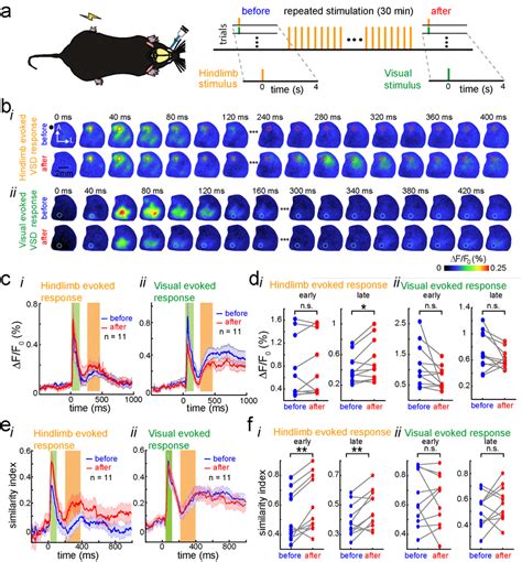 Spatiotemporal Changes In The Early And Late Evoked Responses Are