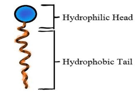 Single Amphiphilic Molecule | Download Scientific Diagram