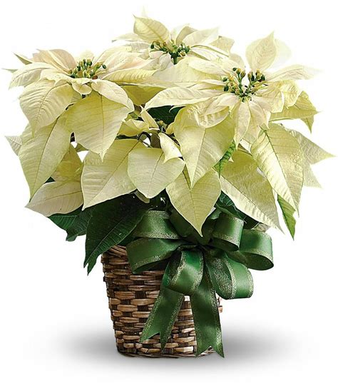 White Poinsettia Delivery - Shop Online - Same-day Delivery Nationwide