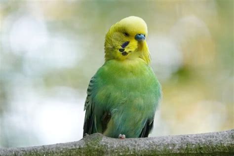 How To Interpret Parrot Body Language Pet Syllabus