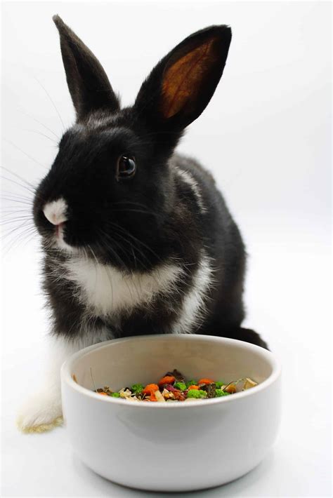 The Postscript: “Bunny Food” - Hernando Sun