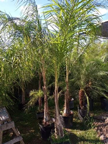 Palmera Pindó Grande Hermosa envío Gratis Caba Y Gba en venta en