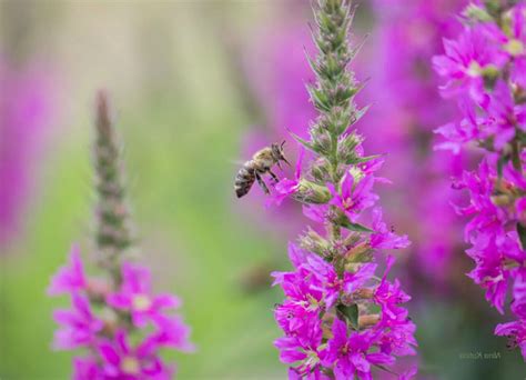 Дербенник – посадка и уход в открытом грунте, фото сортов