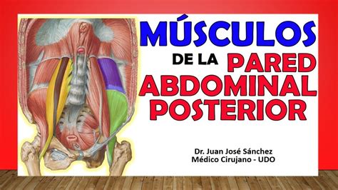 MÚSCULOS DE LA PARED ABDOMINAL POSTERIOR Fácil Explicación YouTube