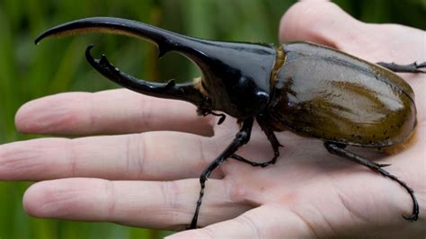 Afirman Que El Insecto Más Poderoso Del Mundo Habita Cerca De Jujuy