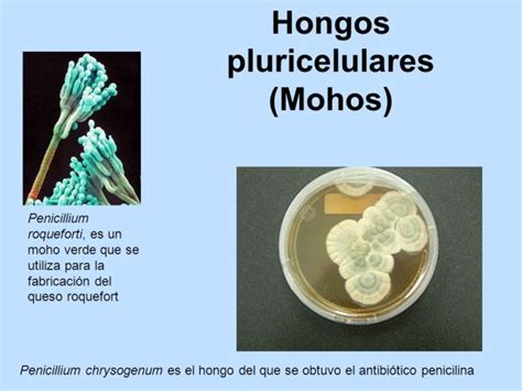 Hongos Pluricelulares Secretos Propiedades 2021