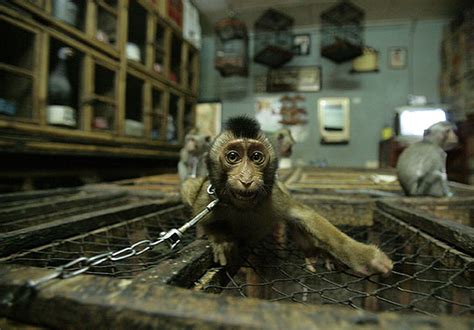 Wildlife Trade Black Market Animals For Sale