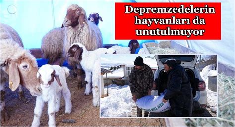 Besicilere Ton Yem Deste I Genel Erzurum Pusula Gazetesi Son