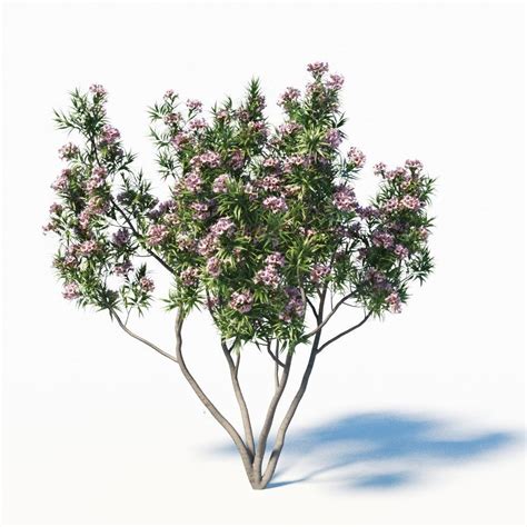 Pink Dawn Tree Chitalpa Tashkentensis D Model Cgtrader