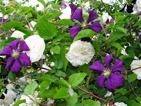 Vigorous And Carefree Climber Clematis Viticella — Enchanted Gardens