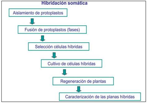 Protoplastos Vegetales Aislamiento Y Cultivo